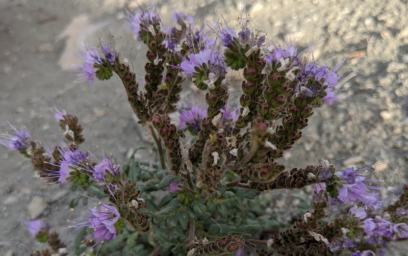 Clay phacelia