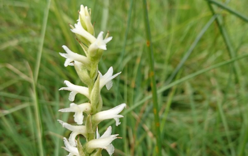 Ute lady's tresses