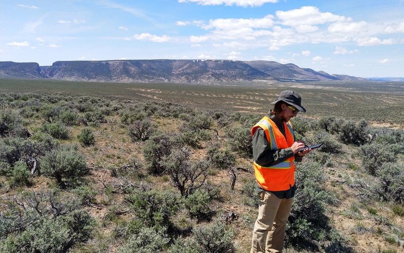 Yampa penstemon surveys