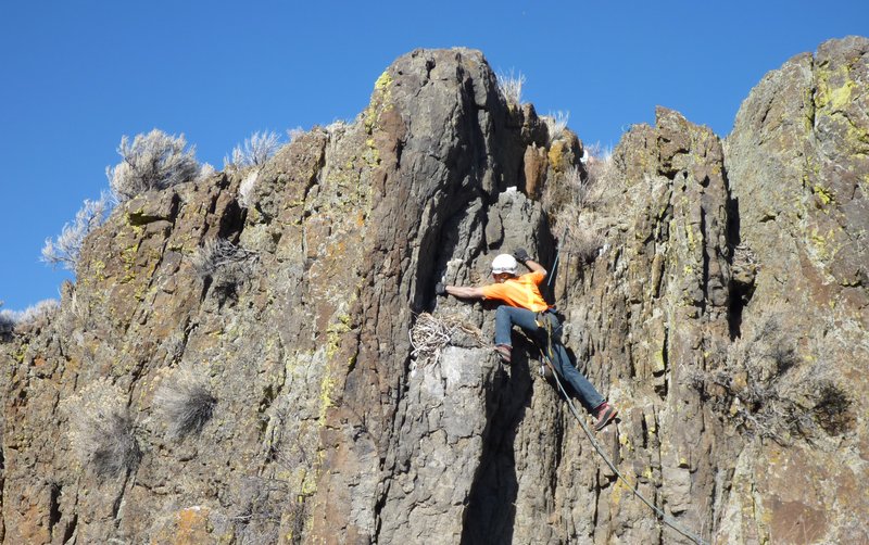 Raptor nest monitoring
